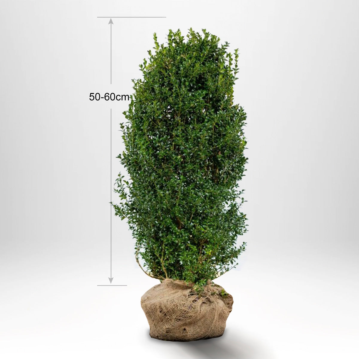 Buksbom - Buxus Sempervirens, 40-60 cm - Rotkule